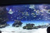 校外学習(サンシャイン水族館)